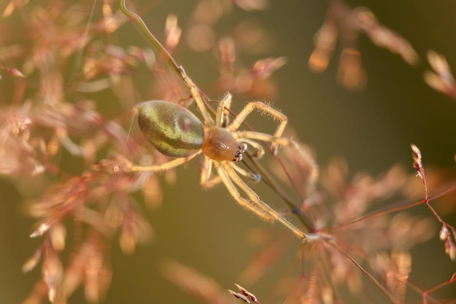 A close-up image of a dock spider crawling on a wooden dock