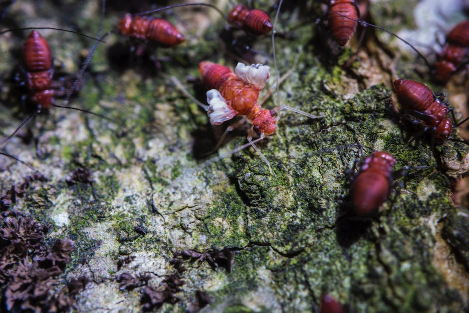 Image depicting the impact of moisture levels on termite infestation