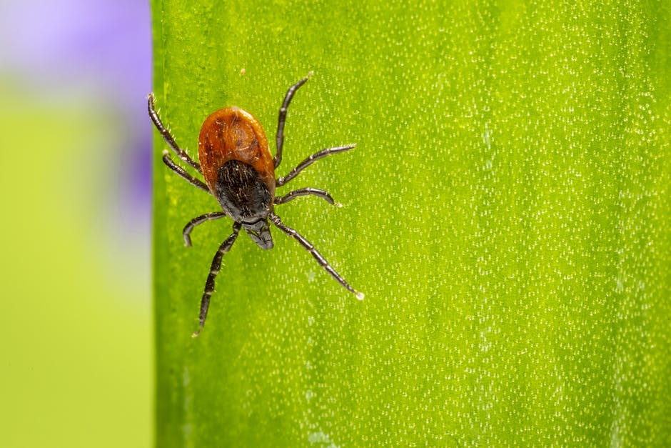 Image depicting different types of ticks.