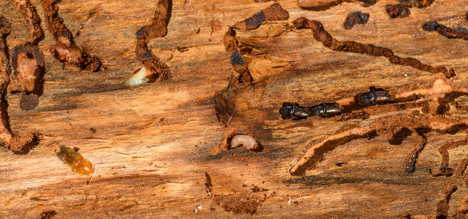Illustration of a subterranean termite colony underground and damaging wood structures