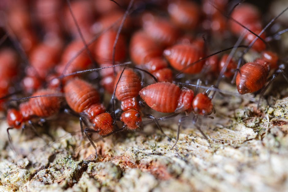 Illustration depicting termites attracted to wood